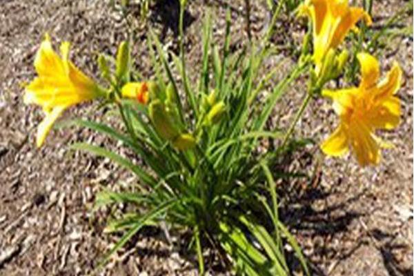 Hemerocallis \x27VER00204\x27 EVERYDAYLILY YELLOW PUNCH