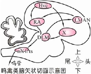 鳴囀