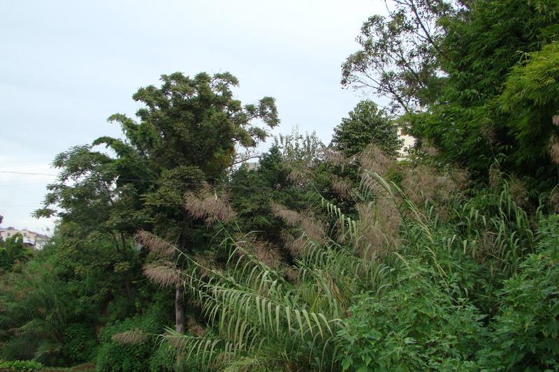 花龍潭村