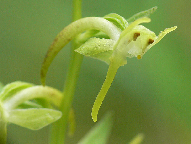 蜻蜓蘭(蜻蜓蘭)