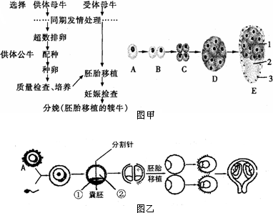 以牛為例子，圖甲乙所示。