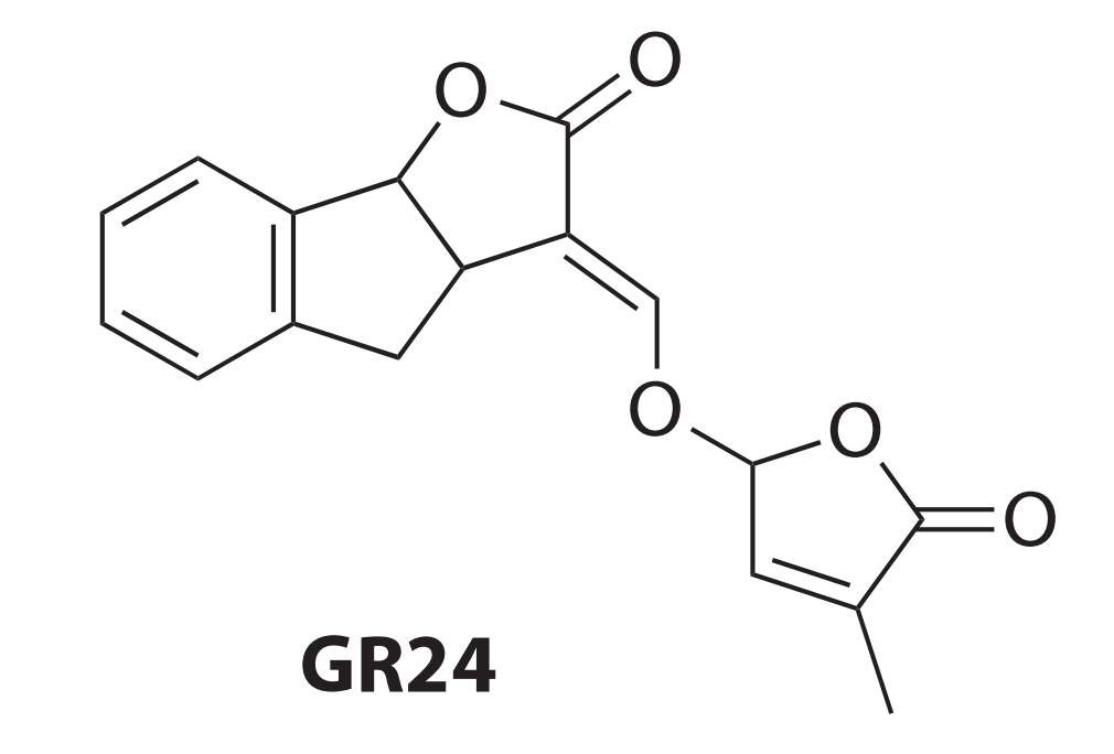 GR24