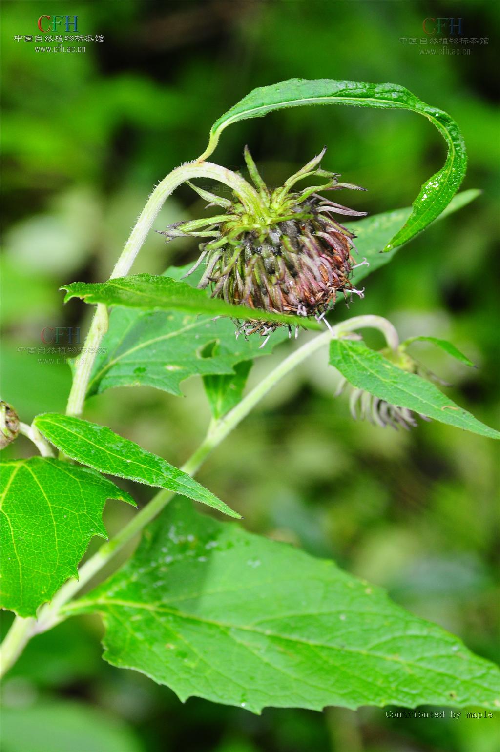 小頭風毛菊