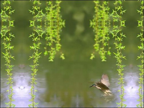 桃花柳絮