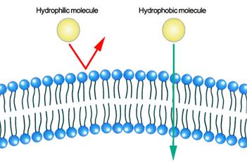 水溶性物質難以通過質膜