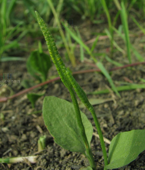 瓶耳小草