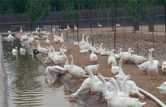 雛鵝飼養