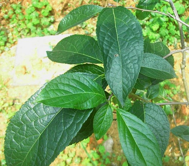 棉花杜仲(棉花杜仲)