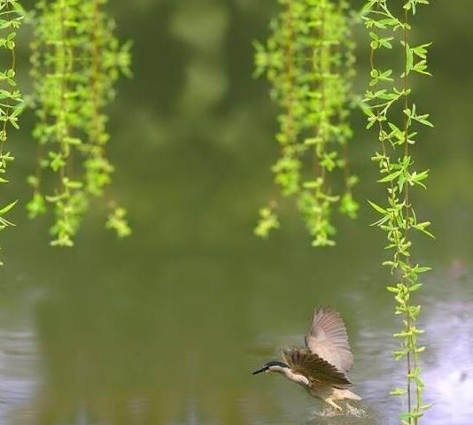 隋柳(汪遵著作的七言絕句)