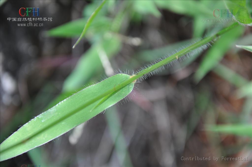 尾稃草屬