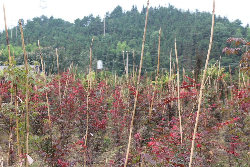 日本紅楓紅鏡