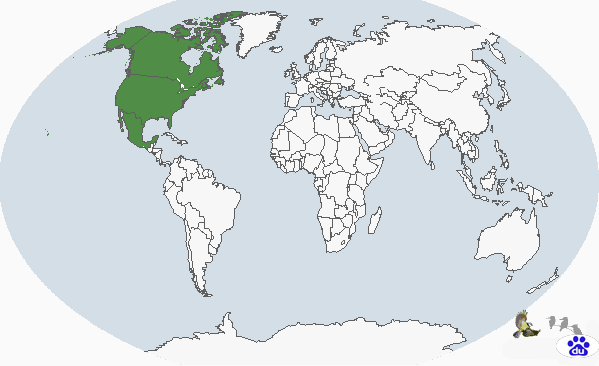 墨西哥鷦鷯分布圖
