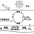 藻菌共生系統