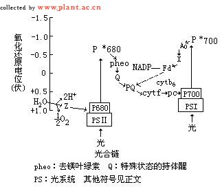 電子傳遞鏈