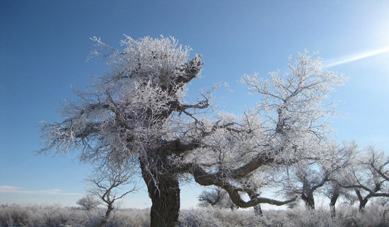 2017中國・額濟納首屆冰雪胡楊節