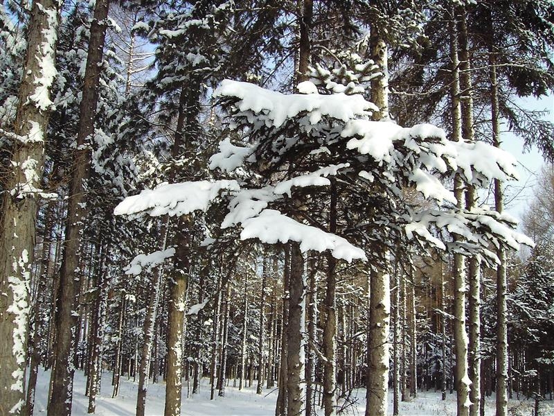 南屏霽雪