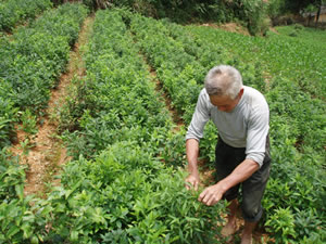 復源鄉茶園