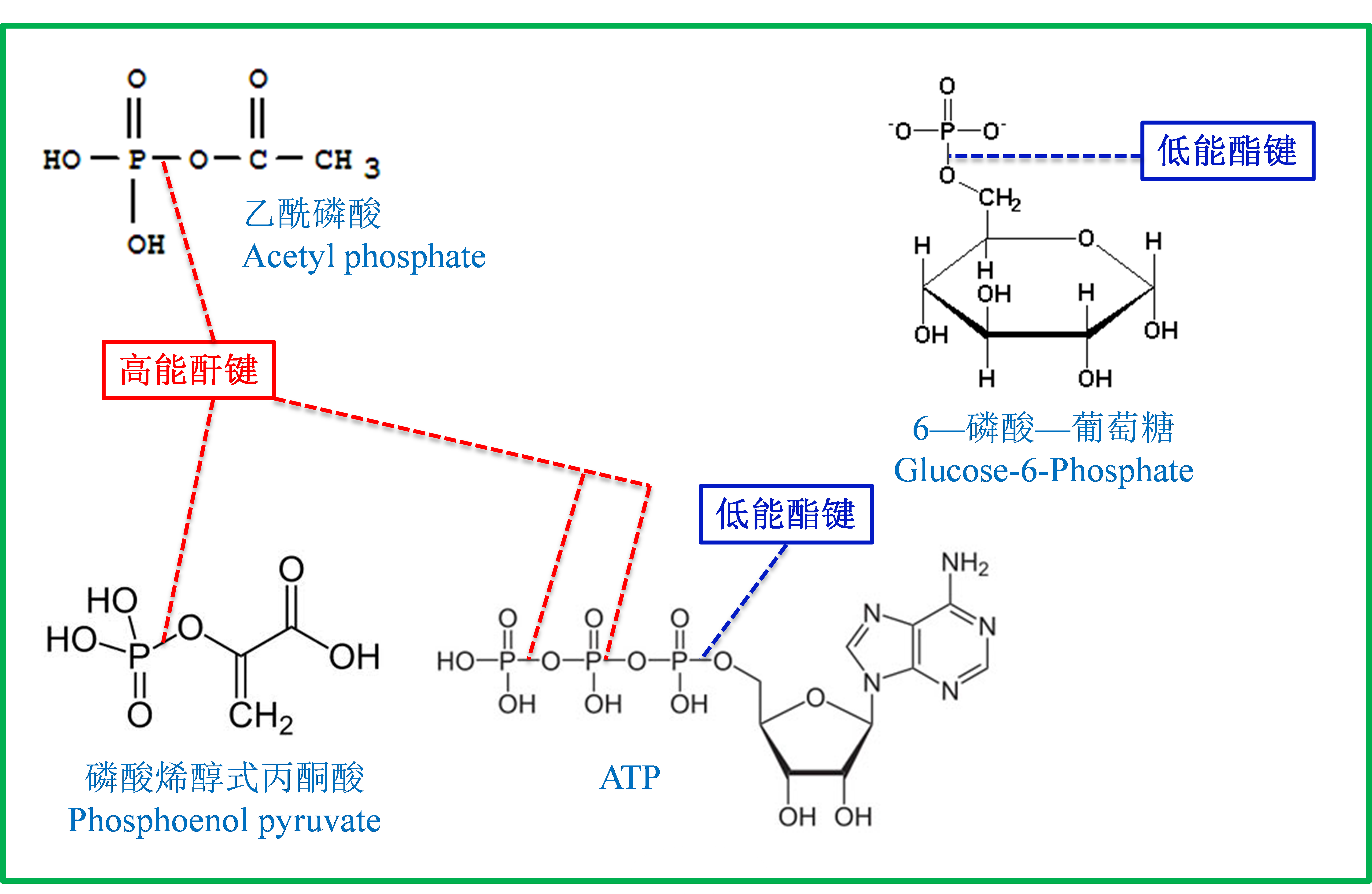 圖1 一些化合物的高能磷酸鍵