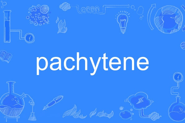 pachytene