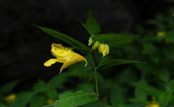 錯那鳳仙花