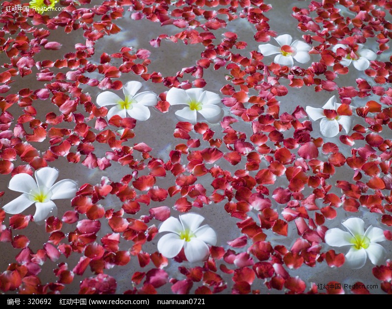 玫瑰花瓣