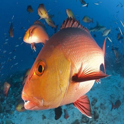 海中變性的魚