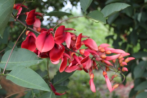 刺桐花(福建省泉州市的市花和湖南省益陽市市花)