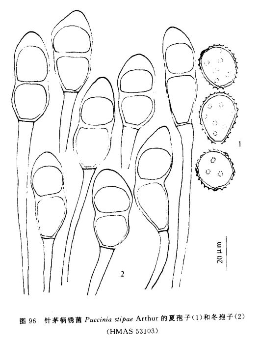 針茅柄鏽菌