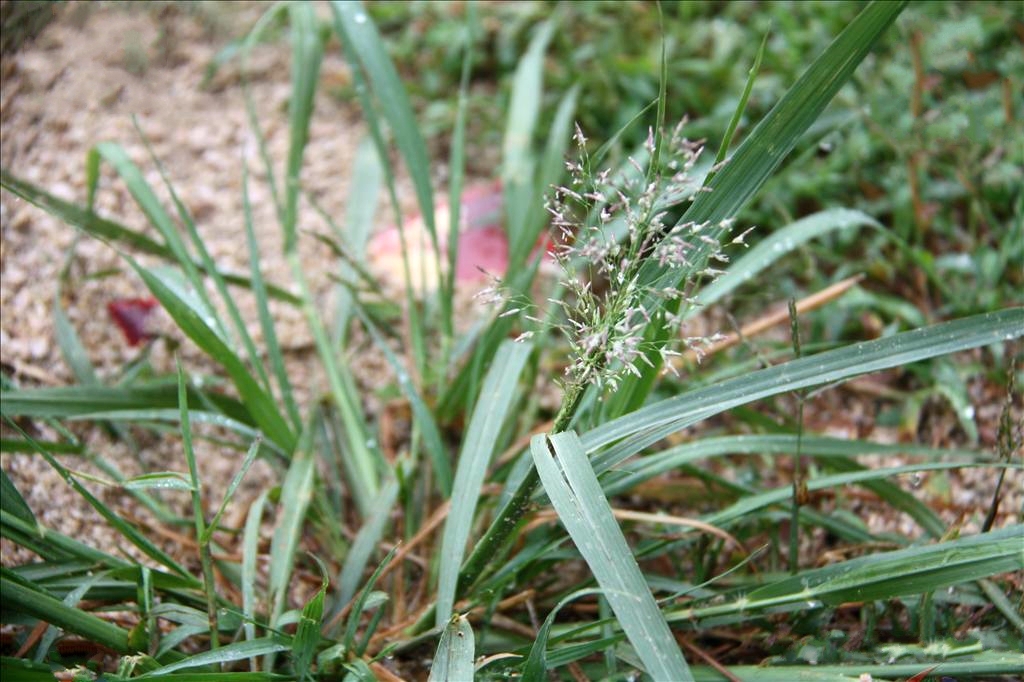 畫眉草