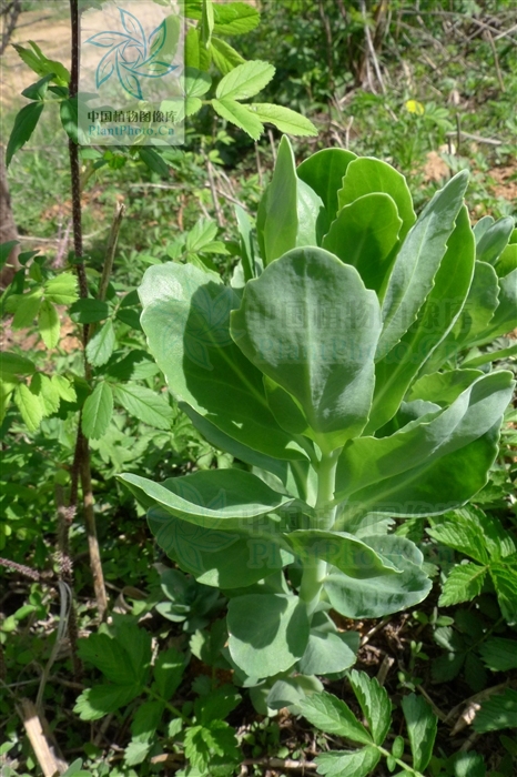 寬葉費菜（變種）