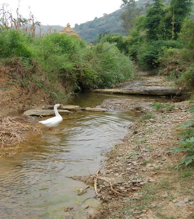 糯租村