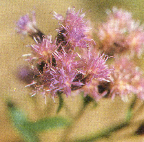 驢耳風毛菊