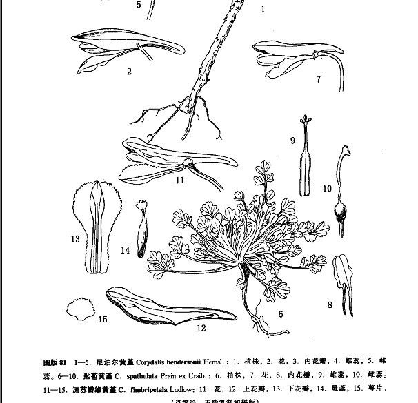 匙苞黃堇