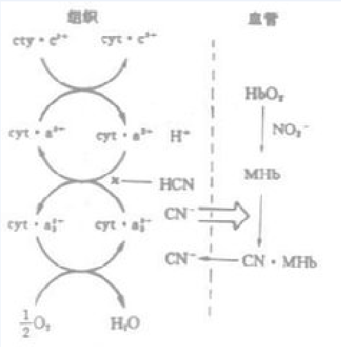 酸化作用