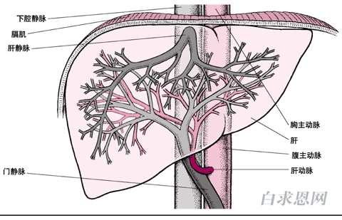 肝臟解剖圖