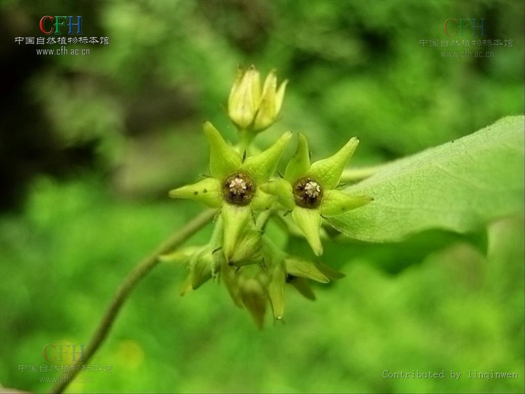 白花牛皮消