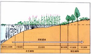 原頂極