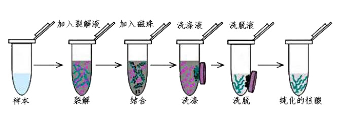 磁珠法分離原理