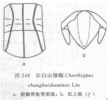 長白山雛蝗