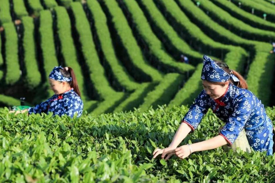 川南雀舌手工茶製作技藝