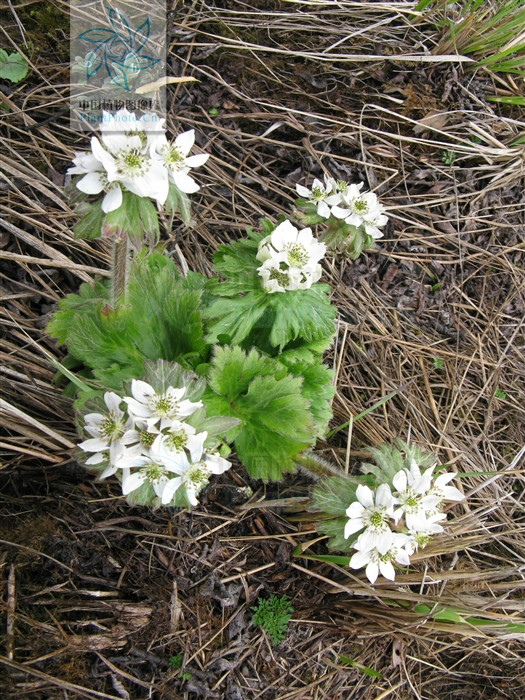 密毛銀蓮花（變種）