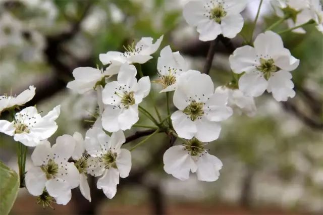 花園酥梨