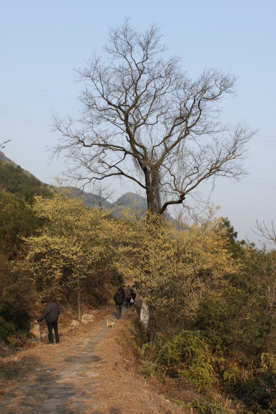 林源村(湖南省靖州縣鋪口鄉下轄村)