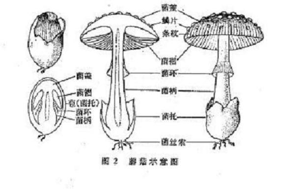 粘蓋草菇