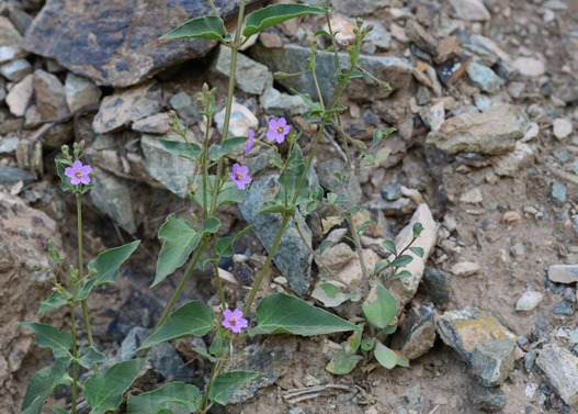 山紫茉莉