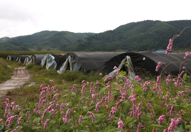 東北靈芝基地