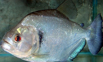 黑色食人魚