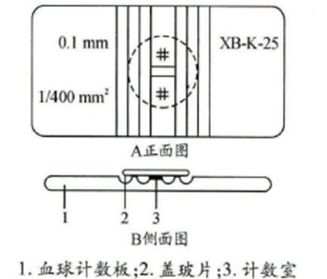 血球計數板