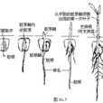 胚根鞘