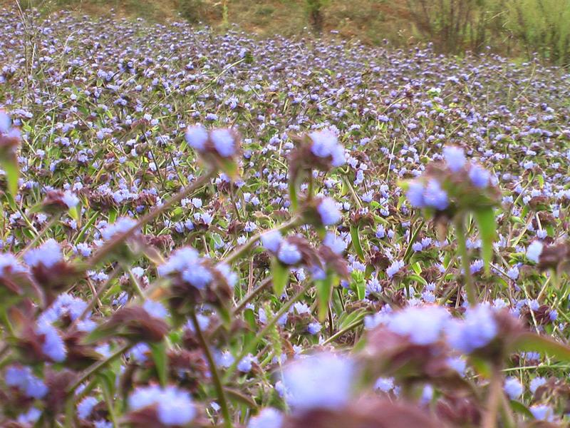 露水草